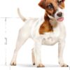 Royal Canin Dog Food Mini Adult Mix, Dry Food - 2kg Bag [x3]