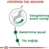 Royal Canin Dog Food Mini Adult Mix, Dry Food - 2kg Bag [x3]
