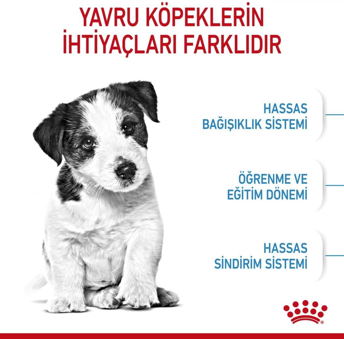 B005OI7N1M_img_4 Royal Canin Mini Puppy Junior Dry Dog Food 4 Kg