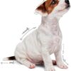 Royal Canin Mini Puppy in Gravy Pouches Wet Dog Food 85 GMS 12 Pack [x2]
