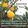 YAMASAN KYOTO UJI 100% Japanese Yuzu Juice 3.52 oz [x3]