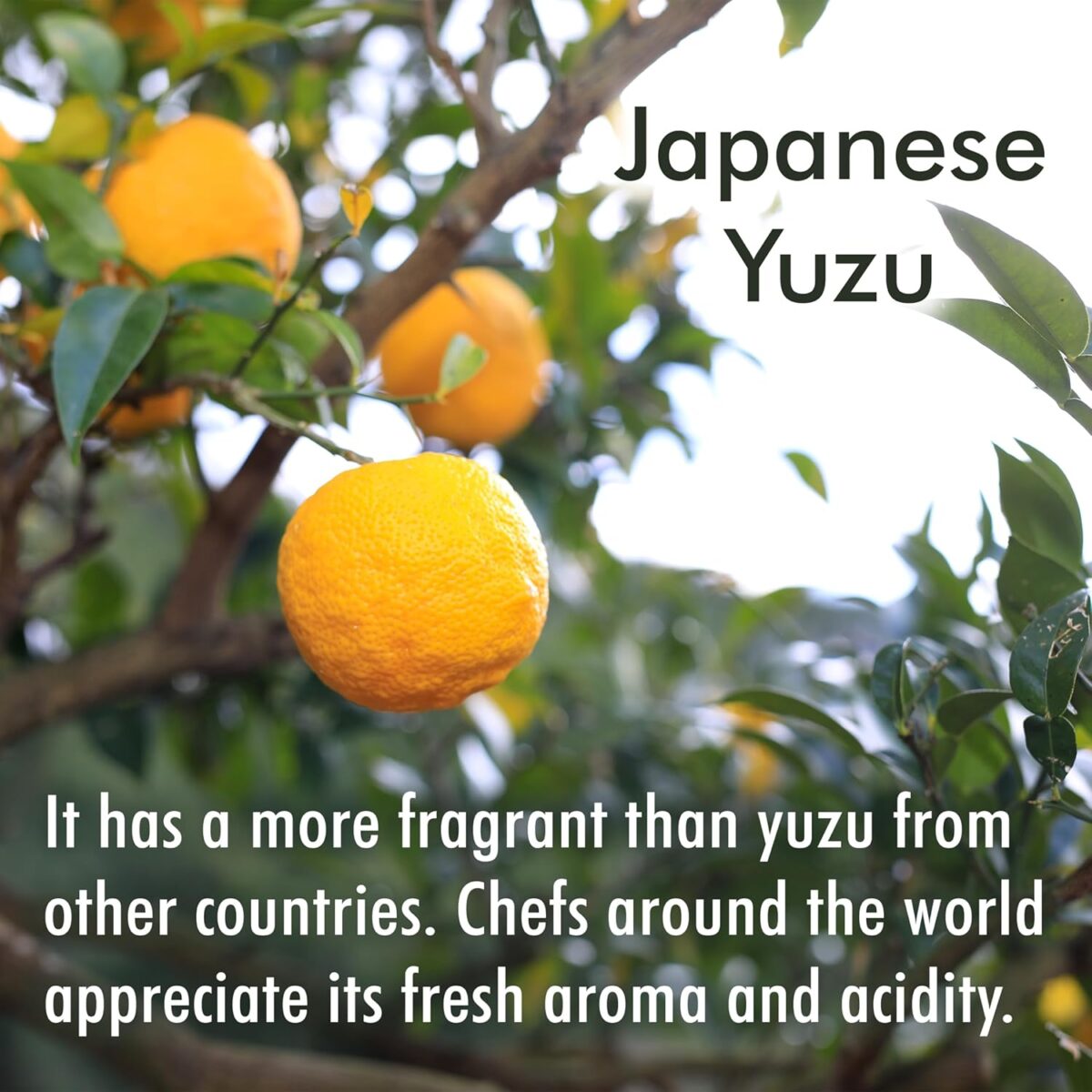 YAMASAN KYOTO UJI 100% Japanese Yuzu Juice 3.52 oz [x3]