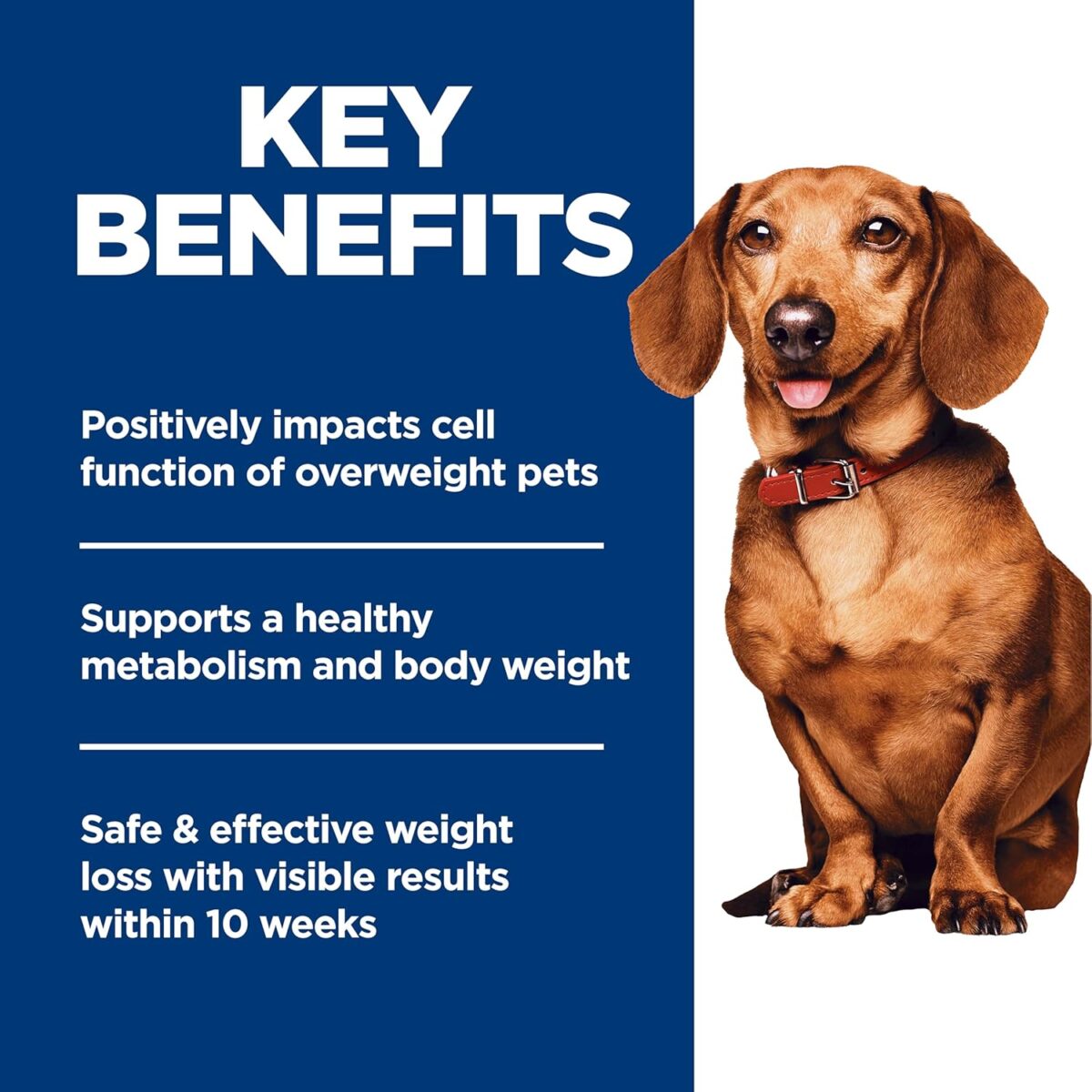 B0C12YRQ41_img_4 Hill's Science Diet Perfect Weight Adult Small and Mini Breed Chicken Recipe Dry Dog Food 5.67 kg