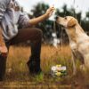 Dry Dog Quail Egg Yolk Freeze-Dried Dog Food [x4]